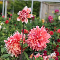 Frost Nip Dahlia Tuber