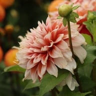 Frost Nip Dahlia Tuber