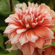 Frost Nip Dahlia Tuber