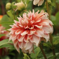 Frost Nip Dahlia Tuber
