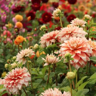 Frost Nip Dahlia Tuber