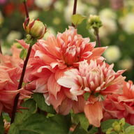 Frost Nip Dahlia Tuber