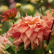 Frost Nip Dahlia Tuber