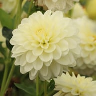 Frosted Dahlia Tuber