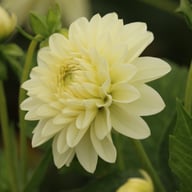 Frosted Dahlia Tuber