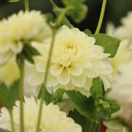Frosted Dahlia Tuber