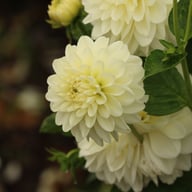 Frosted Dahlia Tuber