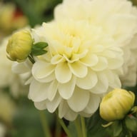 Frosted Dahlia Tuber