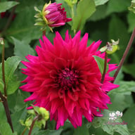 Fuchsia Charm Dahlia Tuber