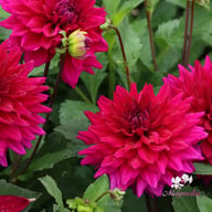 Fuchsia Charm Dahlia Tuber