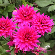 Fuchsia Charm Dahlia Tuber