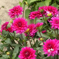 Fuchsia Charm Dahlia Tuber
