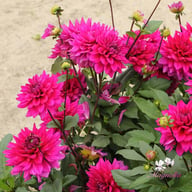 Fuchsia Charm Dahlia Tuber