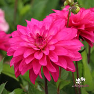 Fuchsia Idylle Knöl