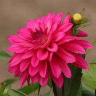 Fuchsia Idylle Knöl