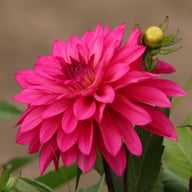 Fuchsia Idylle Dahlia Tuber