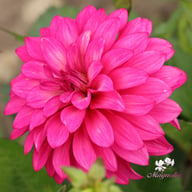 Fuchsia Idylle Dahlia Tuber