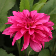 Fuchsia Idylle Dahlia Tuber