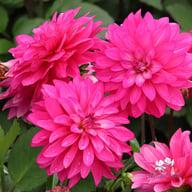 Fuchsia Idylle Dahlia Tuber