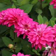 Fuchsia Idylle Dahlia Tuber