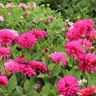 Fuchsia Idylle Dahlia Tuber