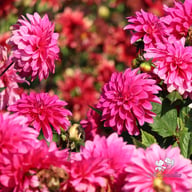 Fuchsia Idylle Dahlia Tuber