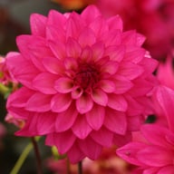 Fuchsia Idylle Dahlia Tuber