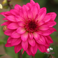 Fuchsia Idylle Dahlia Tuber