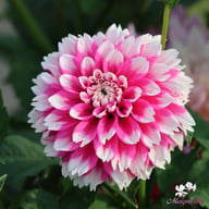 Fuzzy Wuzzy Dahlia Tuber