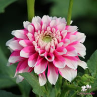 Fuzzy Wuzzy Dahlia Tuber