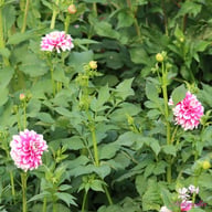 Fuzzy Wuzzy Dahlia Tuber
