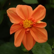 G.F. Hemerik Dahlia Tuber