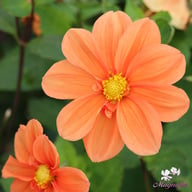 G.F. Hemerik Dahlia Tuber