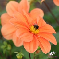 G.F. Hemerik Dahlia Tuber