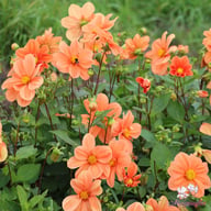 G.F. Hemerik Dahlia Tuber