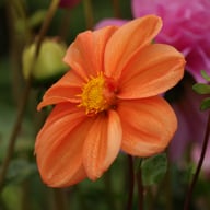 G.F. Hemerik Dahlia Tuber
