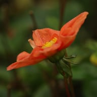G.F. Hemerik Dahlia Tuber