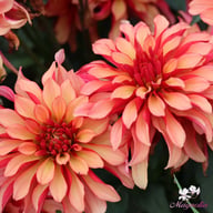 Gallery Art Deco Dahlia Tuber
