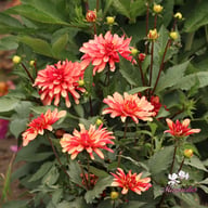 Gallery Art Deco Dahlia Tuber