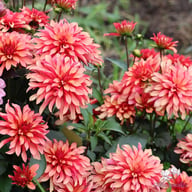 Gallery Art Deco Dahlia Tuber