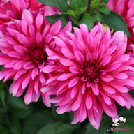 Gallery Art Nouveau Dahlia Tuber