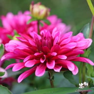 Gallery Art Nouveau Dahlia Tuber