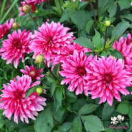 Gallery Art Nouveau Dahlia Tuber