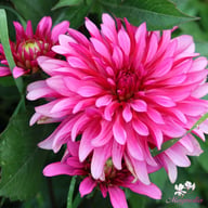 Gallery Art Nouveau Dahlia Tuber