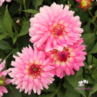 Gallery Bellini Dahlia Knöl