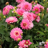 Gallery Bellini Dahlia Knöl