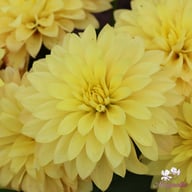 Gallery Cezanne Dahlia Knöl