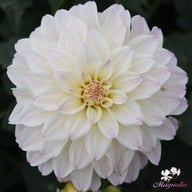 Gallery Monet® Dahlia Knöl
