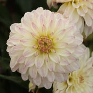 Gallery Monet® Dahlia Knöl