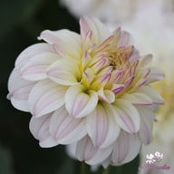 Gallery Monet® Dahlia Knöl